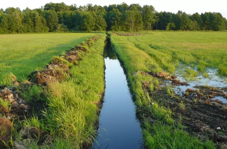 Can wetlands save us? The director of the Center for Wetland Conservation answers