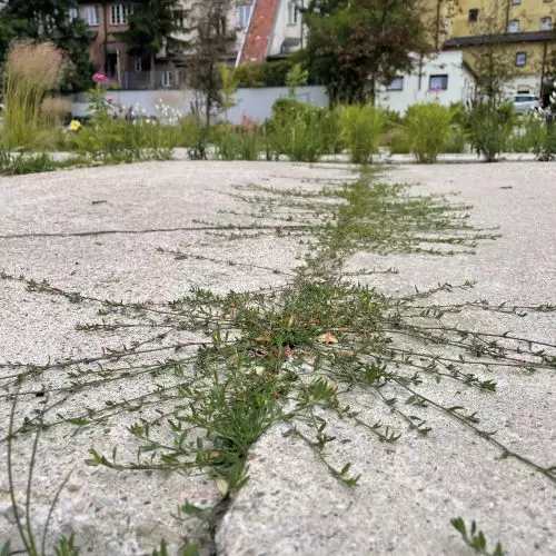 Blizny miejskiej przyrody