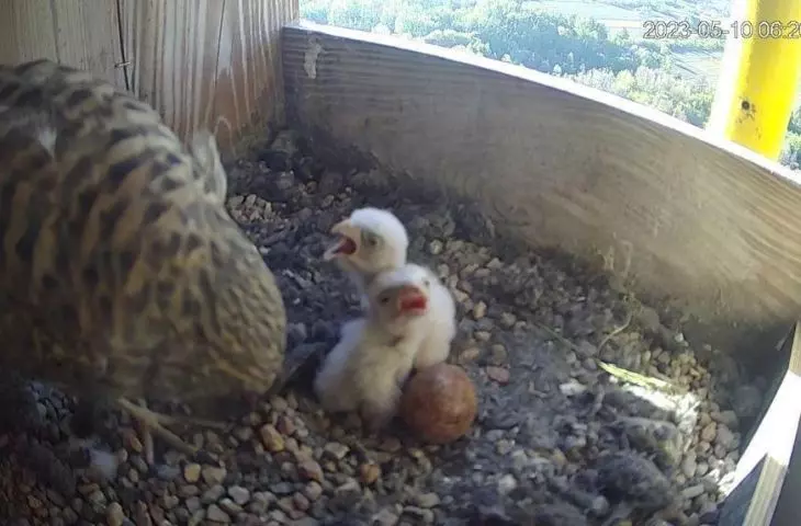 Kestrels peeped in Cemex nesting boxes!