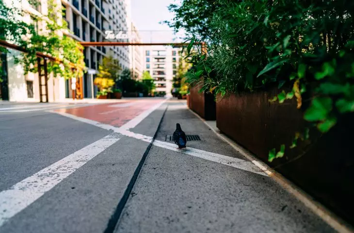 Non-trivial paving around buildings