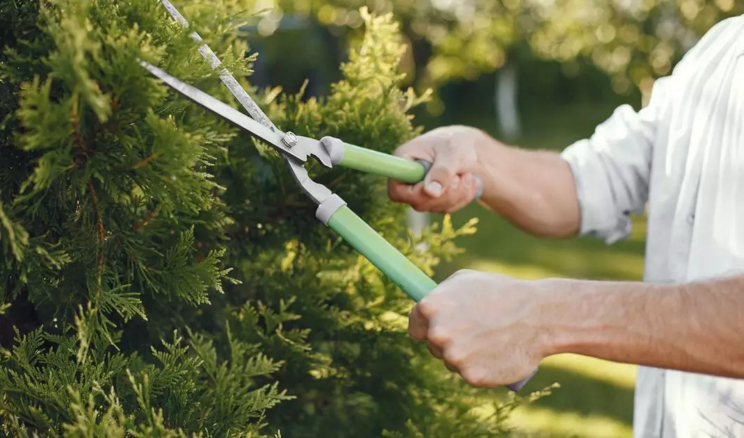 Hedge trimming