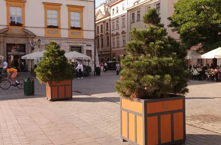 Na krakowskim rynku pojawiły się donice z drzewami