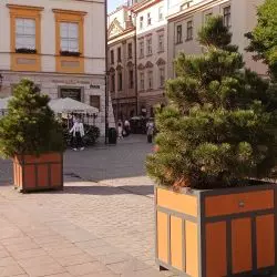 Na krakowskim rynku pojawiły się donice z drzewami