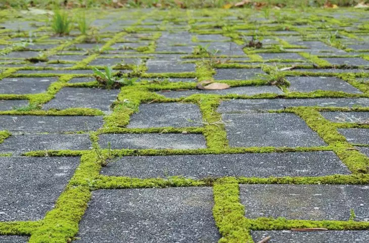 Greenery for buildings - yes, but how and what kind?