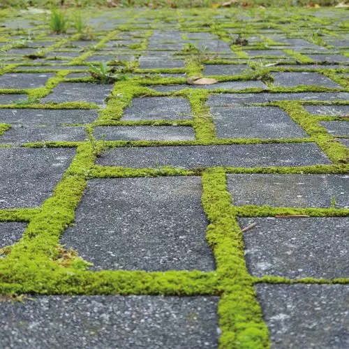 Greenery for buildings - yes, but how and what kind?