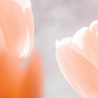 Peach Fuzz kolorem roku 2024 według Instytutu Pantone