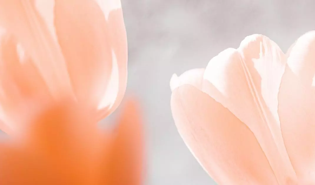 Peach Fuzz the color of the year 2024 according to Pantone Institute