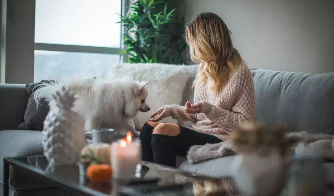 Dogs and cats are wonderful everyday companions. Adapt your apartment to their presence!