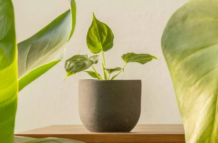 Quiz: Plants that improve air quality at home