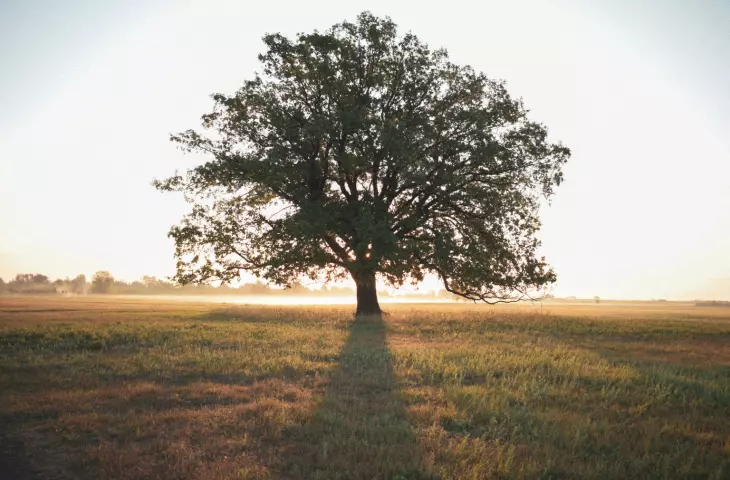 What protection do trees in Poland need?