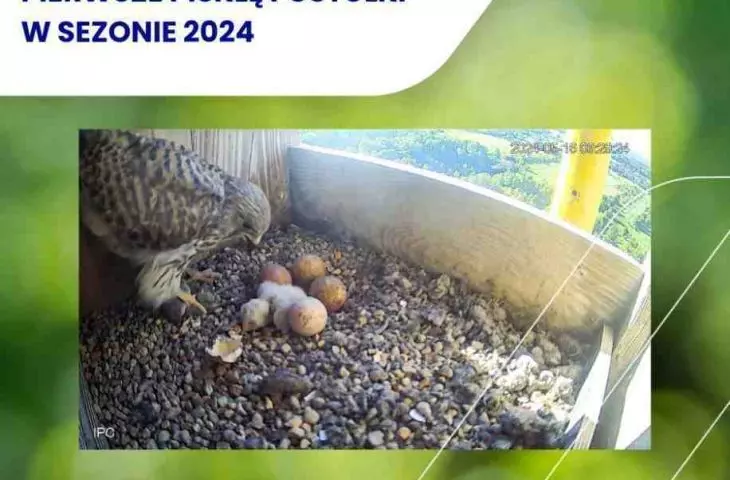 Get a sneak peek at the new generation of kestrels at Cemex Polska plants