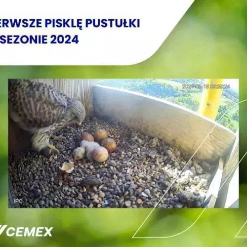 Podglądaj nowe pokolenie pustułek w zakładach Cemex Polska
