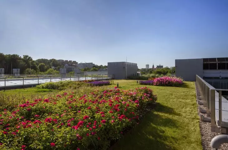 Natura inspiruje na dachu uczelni: Jak powstawał zielony dach na Wydziale Neofilologii Uniwersytetu Warszawskiego?