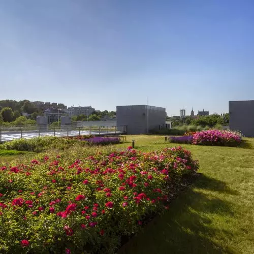 Nature inspires on the university's roof: How was the green roof at the Faculty of Neophilology at the University of Warsaw created?