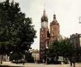 Where will the trees grow in Krakow's market square?