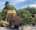 Klon palmowy Acer palamatum oraz cis Taxus cuspidata