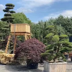Klon palmowy Acer palamatum oraz cis Taxus cuspidata