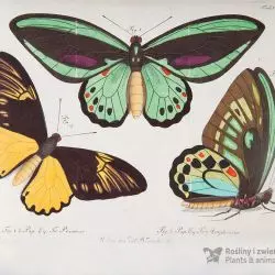 Paziowate: Ornithoptera priamus [1,2], Troides magellanus [3], Gabriel Bodenehr, Ludwig Schmidt wg Krügera juniora