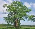 a unique landscape with a history of almost a thousand years of formation and use, the key value of which is hundreds of centuries-old oaks and beeches - Windsor Park
