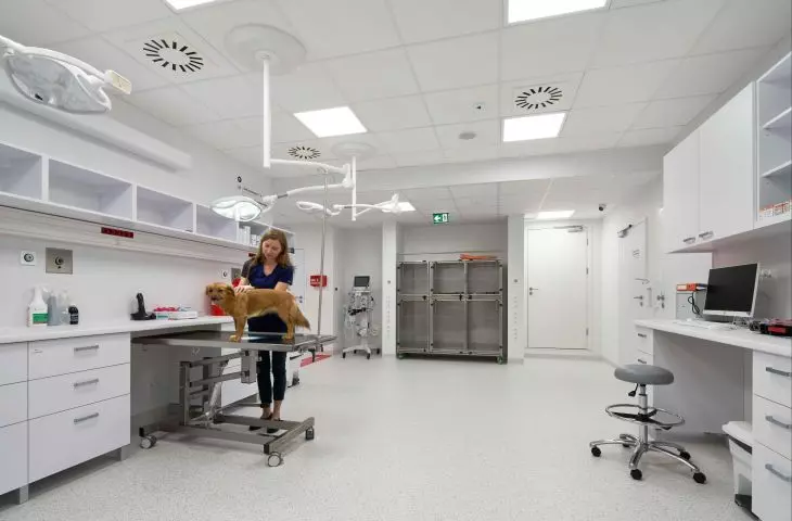 Cisza nowym lekiem, który stawia zwierzęta na cztery łapy