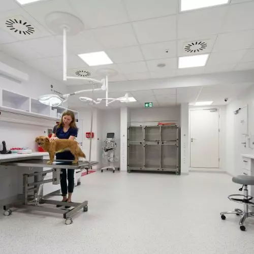 Cisza nowym lekiem, który stawia zwierzęta na cztery łapy