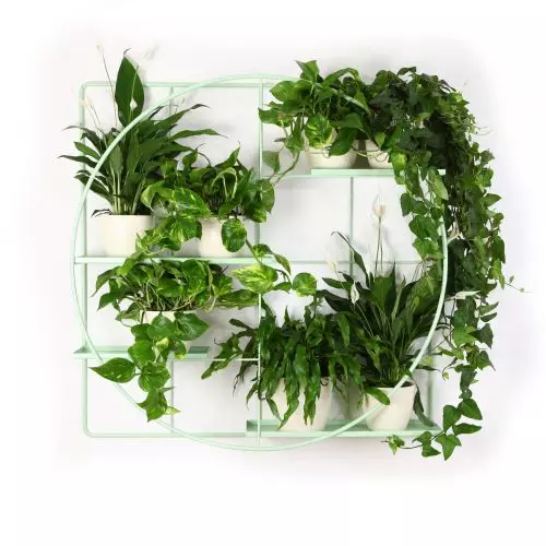 How to arrange plants in the apartment? With the answer rushes the brand Bujnie!