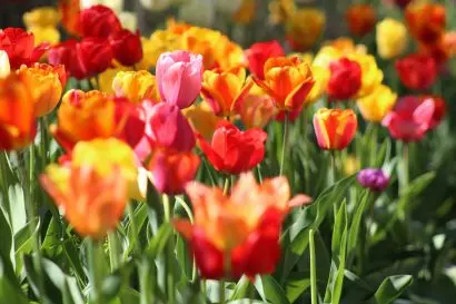 Praktyczny poradnik pielęgnacji tulipanów