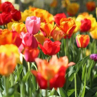 Praktyczny poradnik pielęgnacji tulipanów