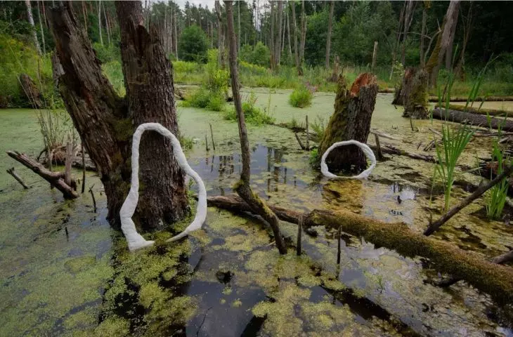 Rzeźba czy manifest o suszy? Projekt bioindykatorów w Parku Kampinoskim