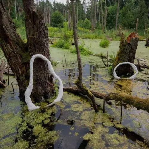 Sculpture or drought manifesto? Bioindicator project in Kampinos Park