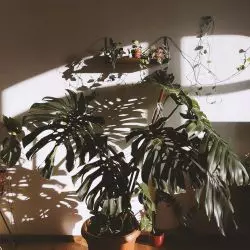 Polish Jungle