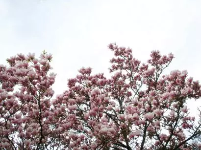 Kwitnąca magnolia to symbol nadchodzącej wiosny i ogrodniczego przebudzenia