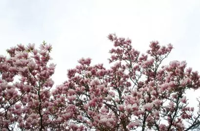 Kwitnąca magnolia to symbol nadchodzącej wiosny i ogrodniczego przebudzenia