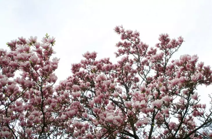 Magnolia – królewska ozdoba ogrodu. Jak ją uprawiać, by pięknie kwitła?
