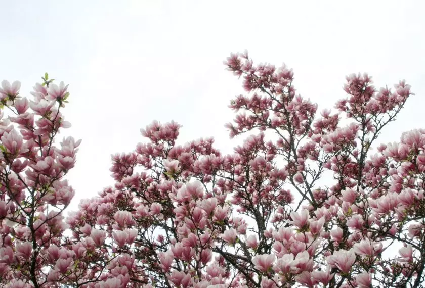 Kwitnąca magnolia to symbol nadchodzącej wiosny i ogrodniczego przebudzenia