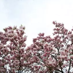 Kwitnąca magnolia to symbol nadchodzącej wiosny i ogrodniczego przebudzenia