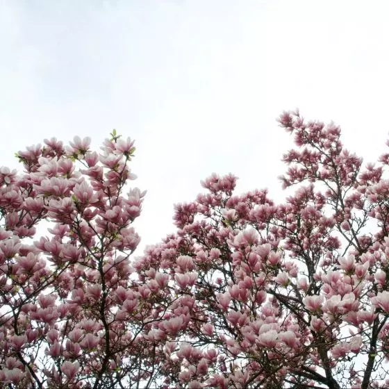 Kwitnąca magnolia to symbol nadchodzącej wiosny i ogrodniczego przebudzenia