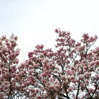 Kwitnąca magnolia to symbol nadchodzącej wiosny i ogrodniczego przebudzenia