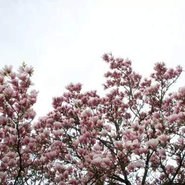 Kwitnąca magnolia to symbol nadchodzącej wiosny i ogrodniczego przebudzenia