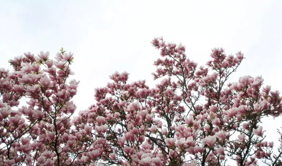 Kwitnąca magnolia to symbol nadchodzącej wiosny i ogrodniczego przebudzenia