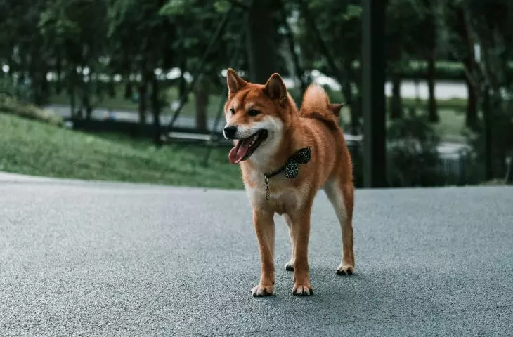 Cities for people and dogs. How is urban planning adapting to four-legged people and what's in it for them?