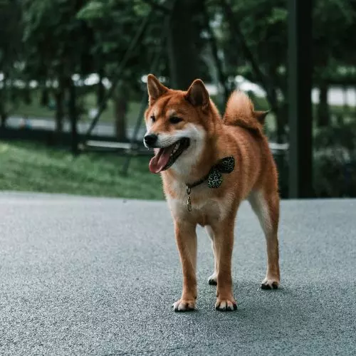 Cities for people and dogs. How is urban planning adapting to four-legged people and what's in it for them?