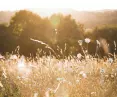 ogród bez planu – natura przejmuje stery