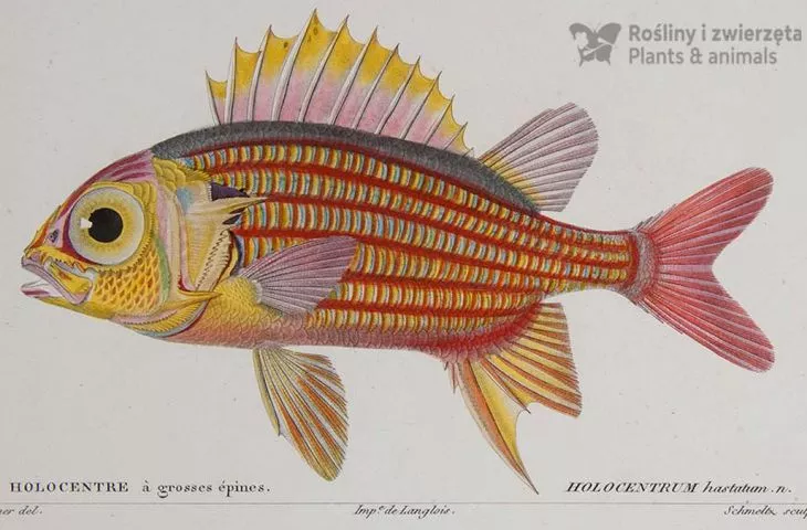Sargocentron hastatum, hajdukowate, Martin Schmeltz wg Jeana-Charles’a Wernera