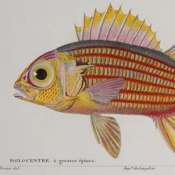 Sargocentron hastatum, hajdukowate, Martin Schmeltz wg Jeana-Charles’a Wernera