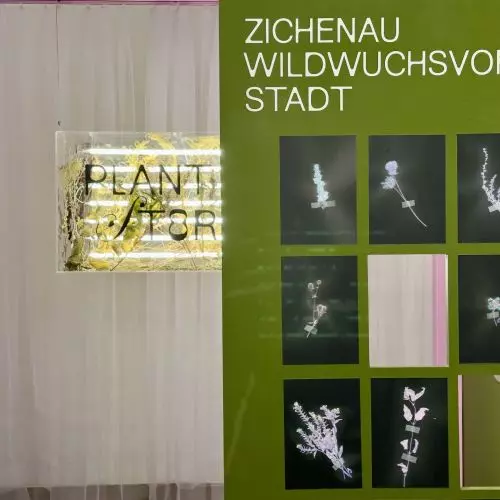 „Plantstoria” – rośliny, które pamiętają