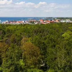 Widok z latarni morskiej na lasy w pobliżu ulicy Kuracyjnej na Cyplu Helskim, gdzie powstać ma kurort Hel Happiness