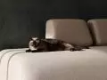 Sofa FRANK