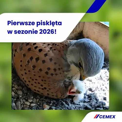 Gdy przemysł spotyka naturę – Zajrzyj do pustułek z zakładów Cemex