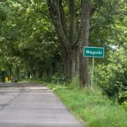 Masowa wycinka drzew na Warmii